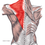 Trapezius Muscle